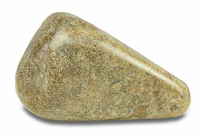 Polished Dinosaur Bone (Gembone) - Morocco #287517